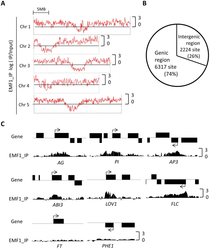 Genome-wide EMF1 binding map.