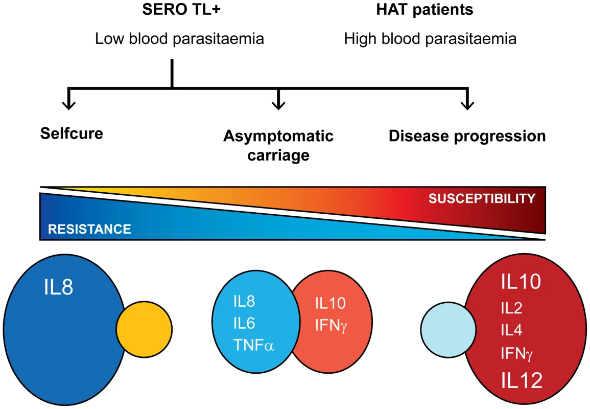 Cytokine profiles and infection outcomes in gambiense HAT.