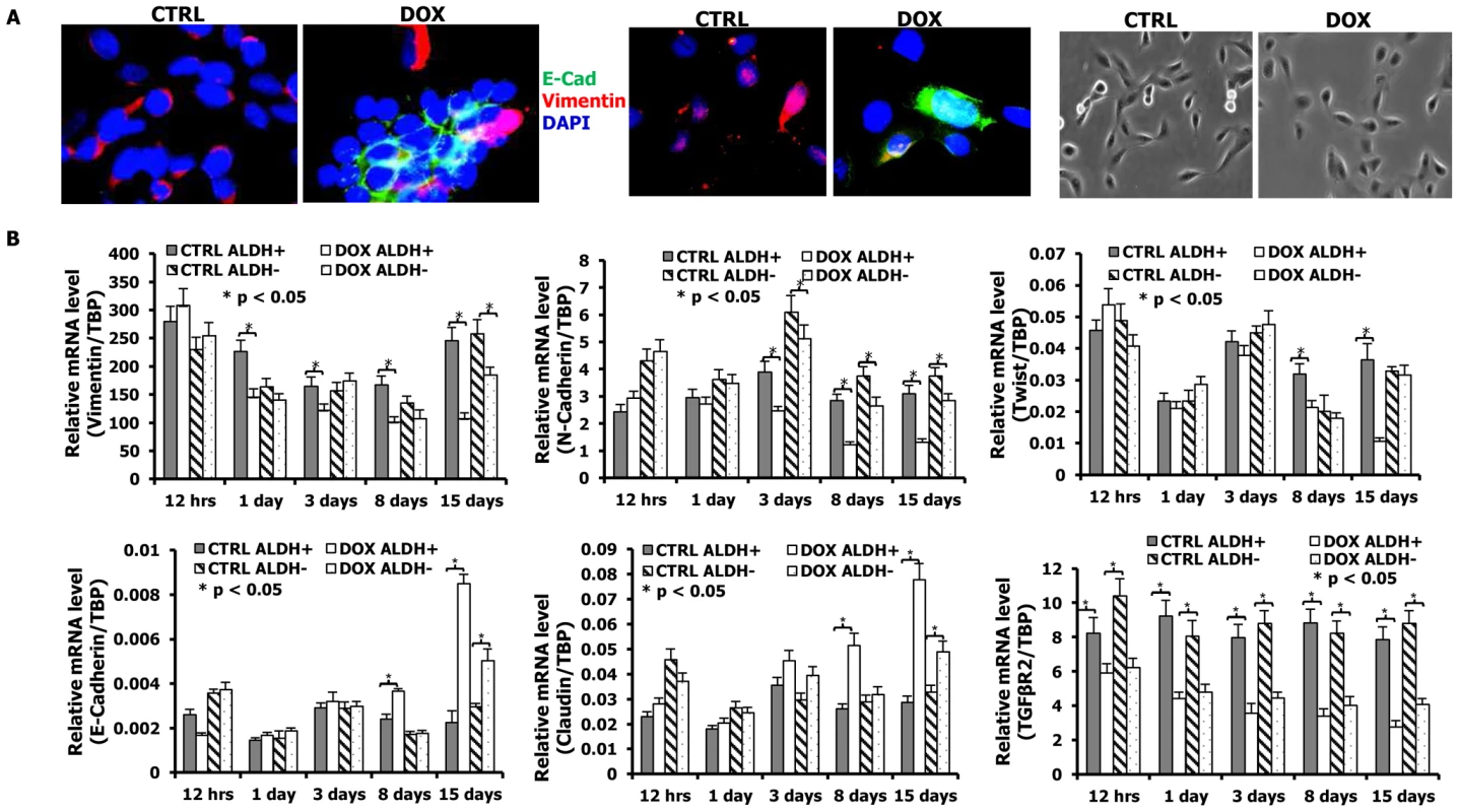 mir-93 initiates MET in SUM159 cells.