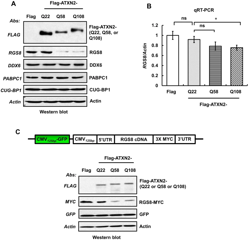 Overexpression of mutant ATXN2 in human SH-SY5Y cells recapitulates down-regulation of <i>in vivo</i> steady-state levels of Rgs8 in BAC-Q72 mice.