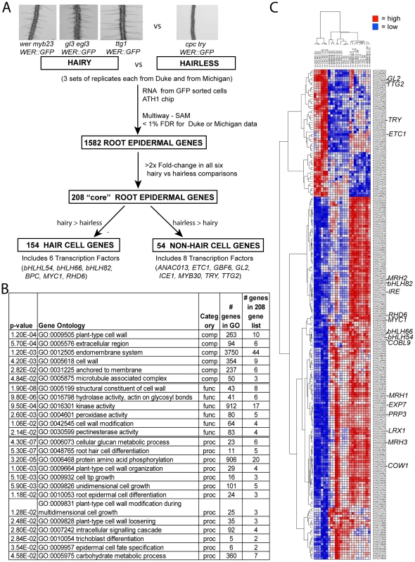 Identification of genes in the root epidermis differentiation pathway.