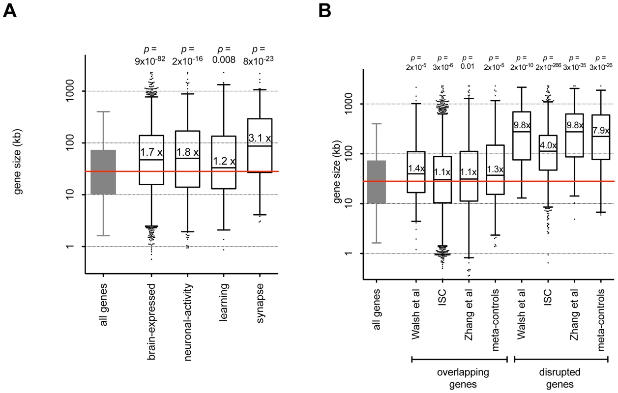 Genes with brain function and genes impacted by CNVs are large.