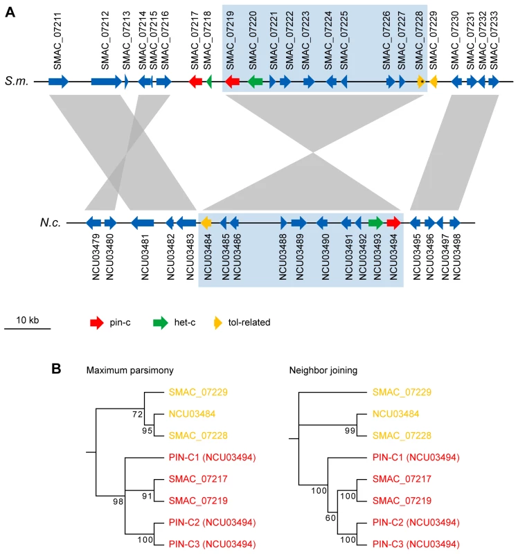 The <i>het-c</i>/<i>pin-c</i> locus of <i>S. macrospora</i> contains additional copies of putative heterokaryon incompatibility genes.