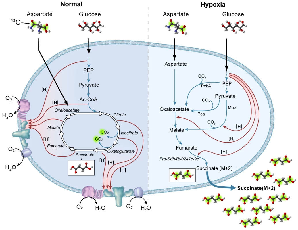 Proposed model for succinate production and NADH reoxidation in Dubos medium under anaerobic condition in <i>M. tuberculosis</i>.