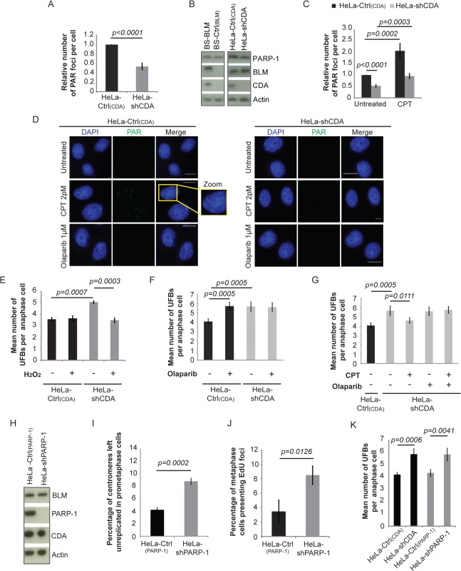 CDA deficiency is associated with a decrease in basal PARP-1 activity, leading to incomplete replication of DNA, promoting UFB formation.