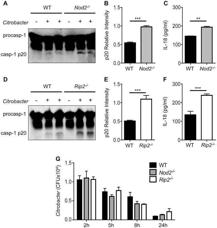 Enhanced inflammasome activation in <i>Nod2<sup>−/−</sup></i> and <i>Rip2<sup>−/−</sup></i> BMDMs.