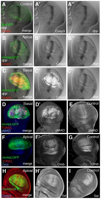 Dpp signalling in discs under ablation.