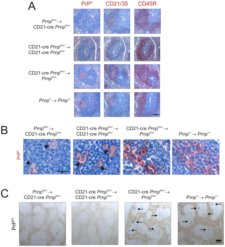 Effect of FDC-restricted PrP<sup>C</sup>-ablation on PrP<sup>Sc</sup> accumulation in the spleen.