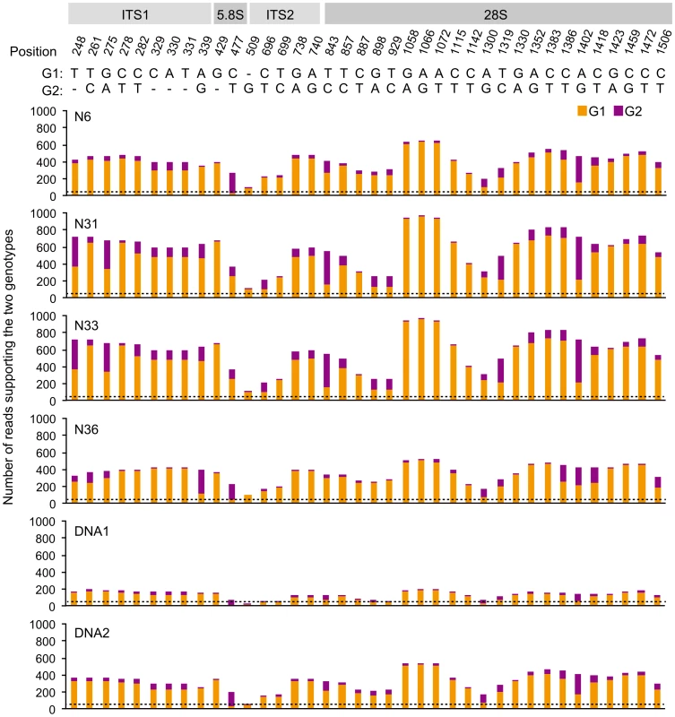 Overview of polymorphisms in the <i>R. irregularis</i> 45S rDNA repeat unit in four individual nuclei.