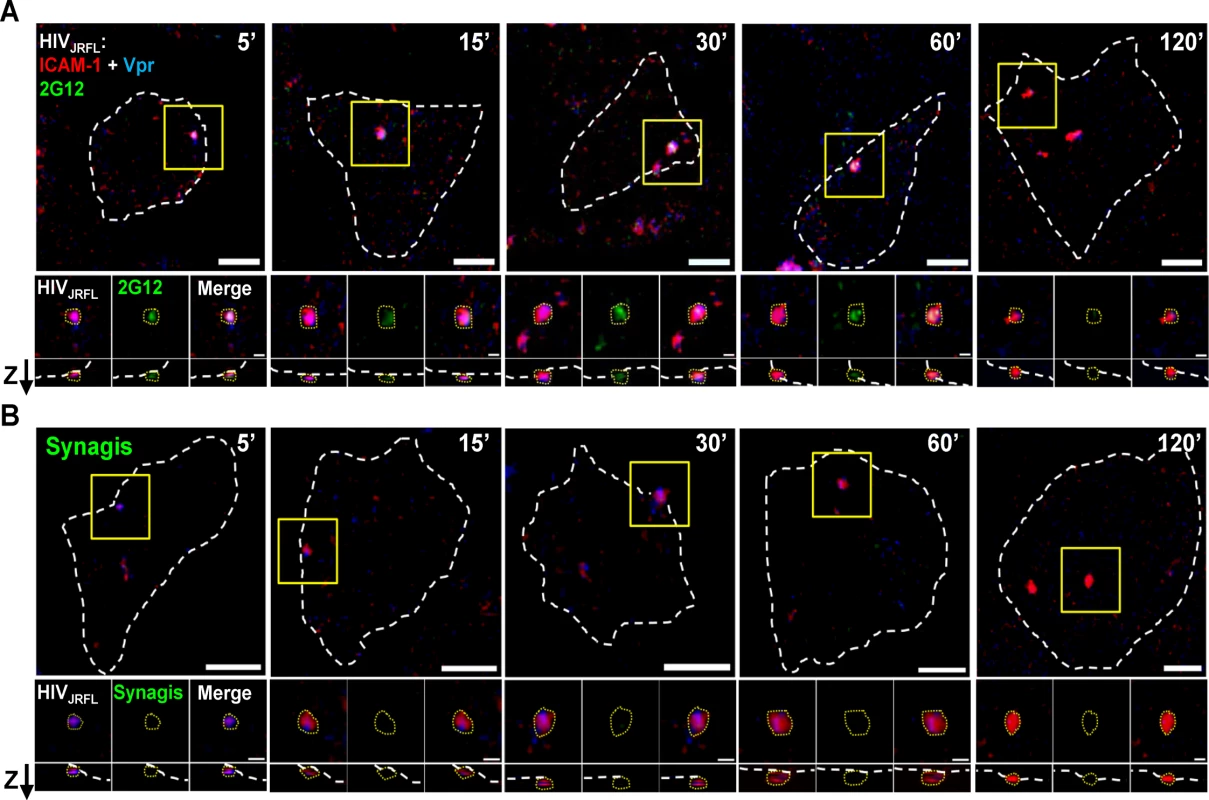 Representative fluorescence signals from cell-bound HIV<sub>JRFL</sub> virions.