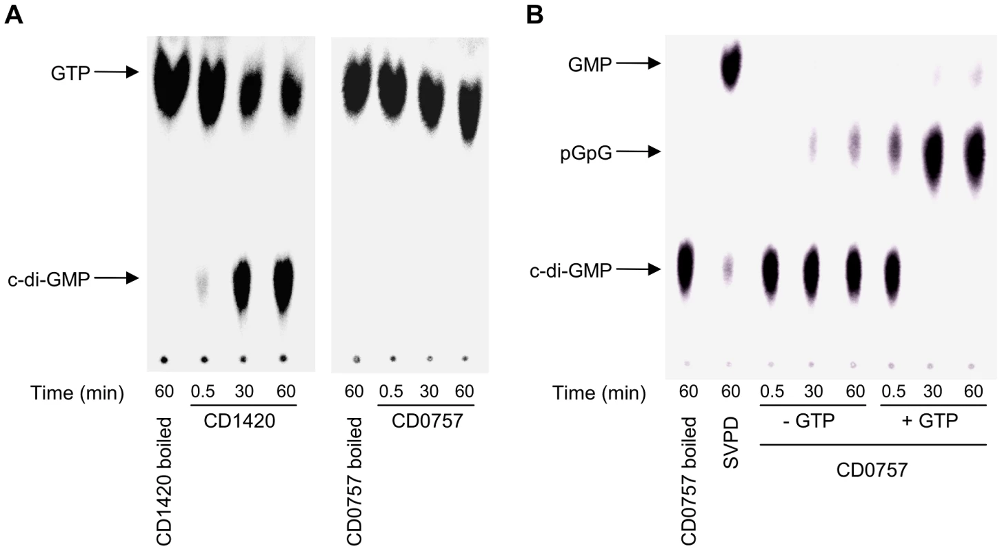 TLC analysis of the enzymatic activities of CD1420 and CD0757.