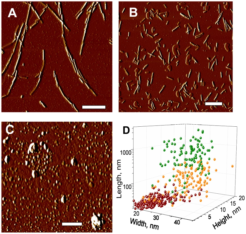 AFM imaging of rPrP fibril fragmentation.