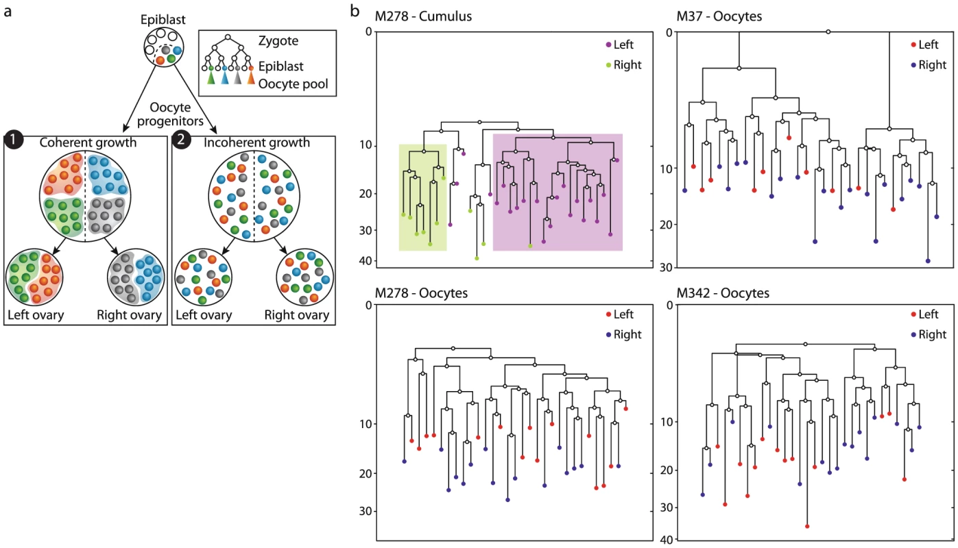 Lack of lineage barriers between oocytes sampled from the left and right ovary suggests a spatially incoherent mode of expansion of primordial germ cells during embryonic development.