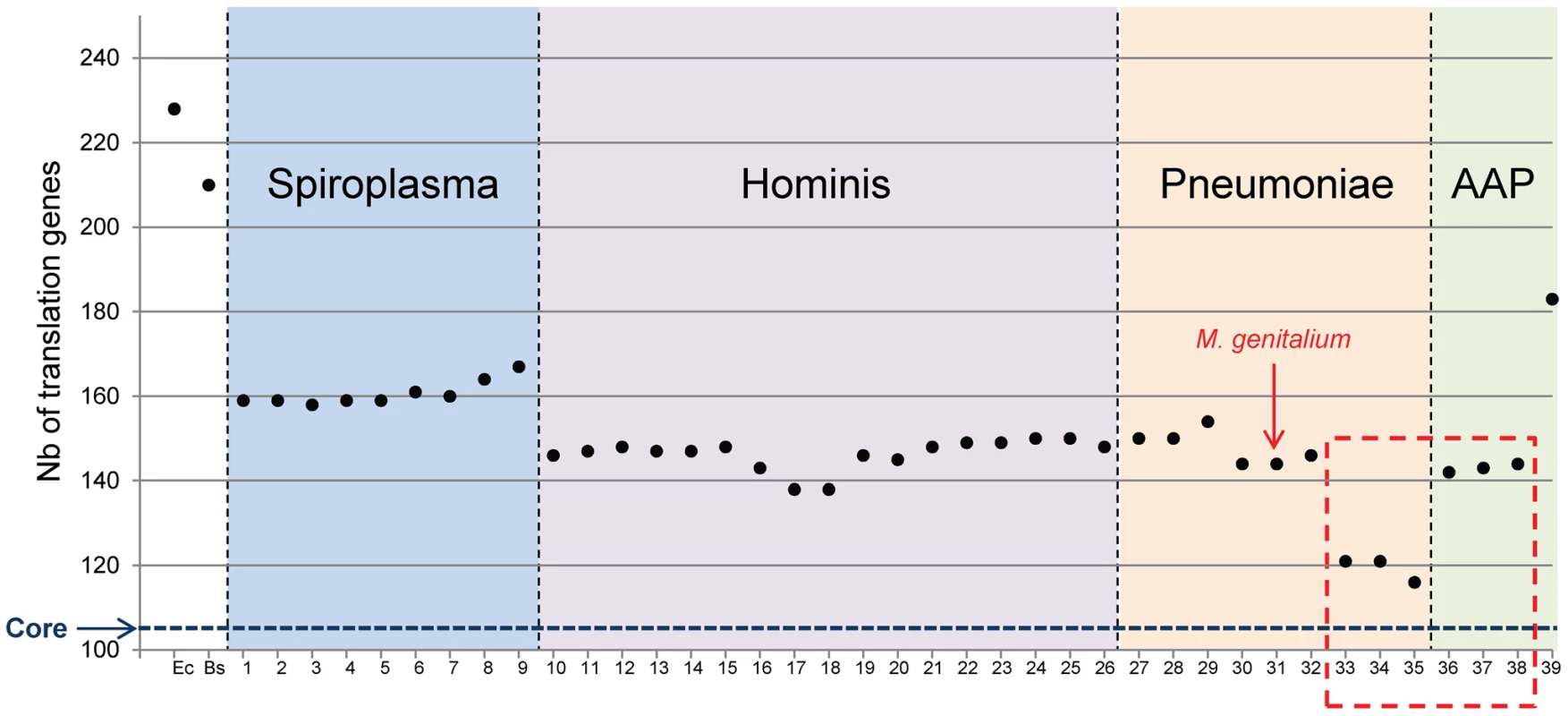 Total number of proteins involved in translation for each <i>Mollicutes</i> species.