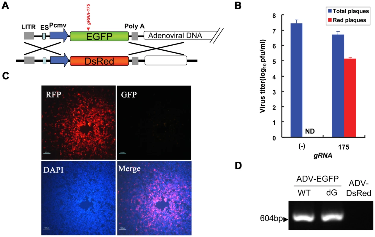 The substitution of genes on an adenoviral vector using Cas9:gRNA-induced HDR.