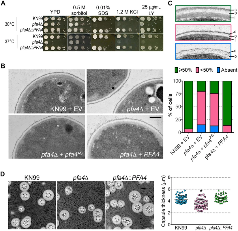 <i>pfa4</i>Δ has defects in cell wall integrity and structure.