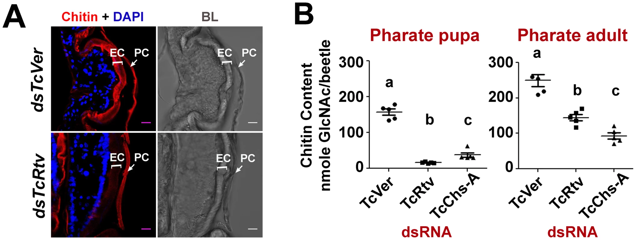 TcRtv is important for the sustenance of procuticular chitin.