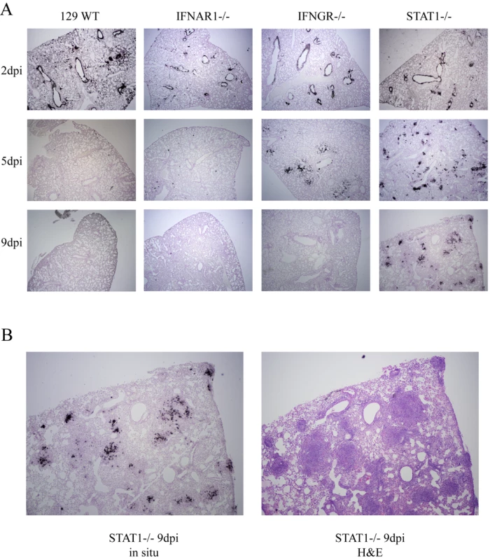<i>In situ</i> hybridization of rMA15 infected mouse lungs.