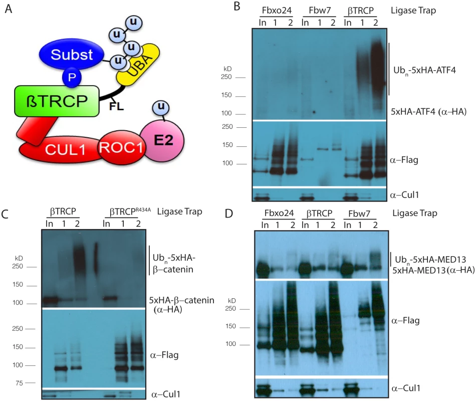 Establishing Ligase Trapping in human cells.