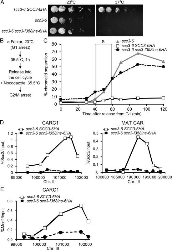 Cohesion and chromosome binding of scc3-I358Ins under native expression levels.