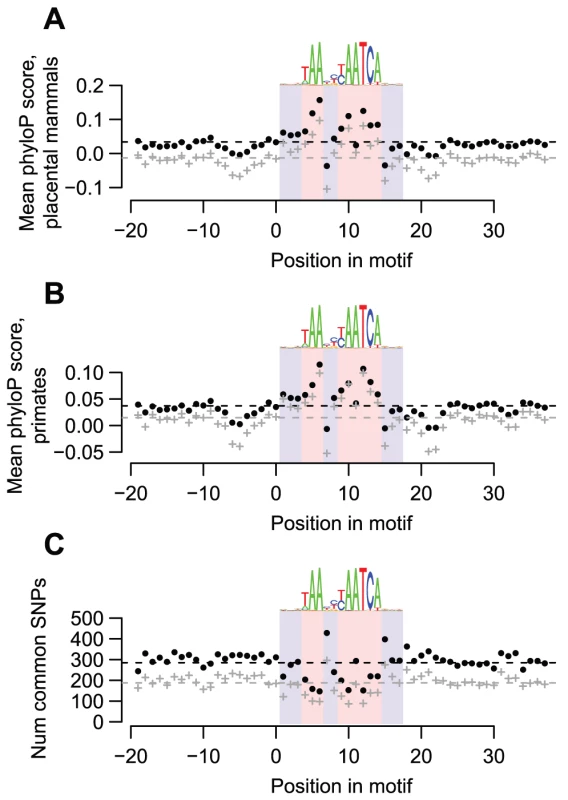 DUX4-bound motifs are evolutionarily conserved.
