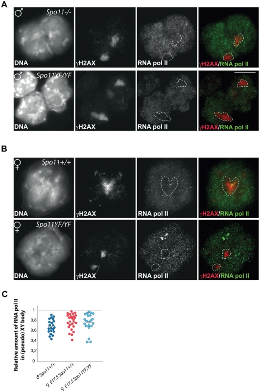 Transcriptional silencing of the pseudo XY body in spermatocytes and oocytes.