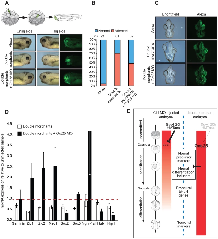 Oct-25 knockdown in double-morphant embryos rescues xSuv4-20h phenotypes.