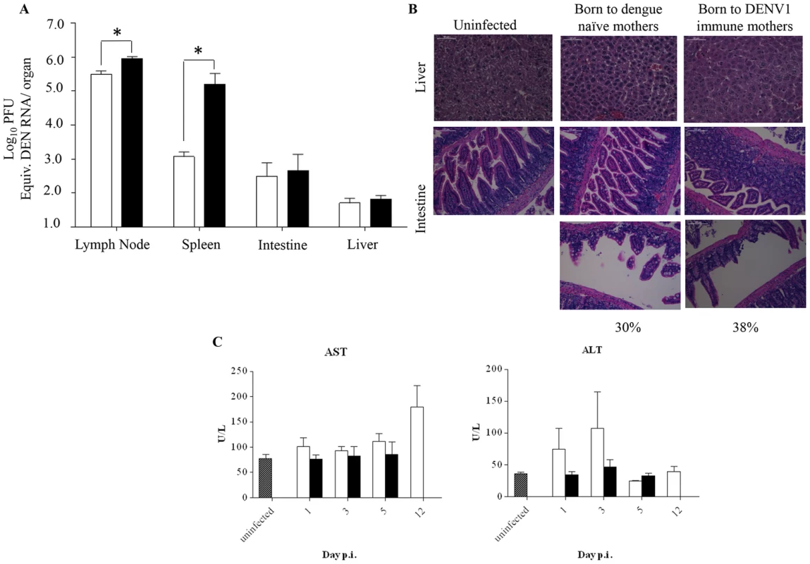 Viral load and histology analysis in DENV2-infected mice born to either DENV1 immune or dengue naïve mothers.