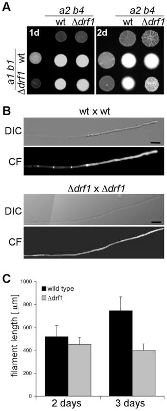 Filaments of <i>drf1</i> mutants do not form retraction septa.