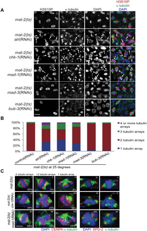 Both DDR and SAC depletion lead to aberrant spindles and DNA morphology during metaphase arrest.