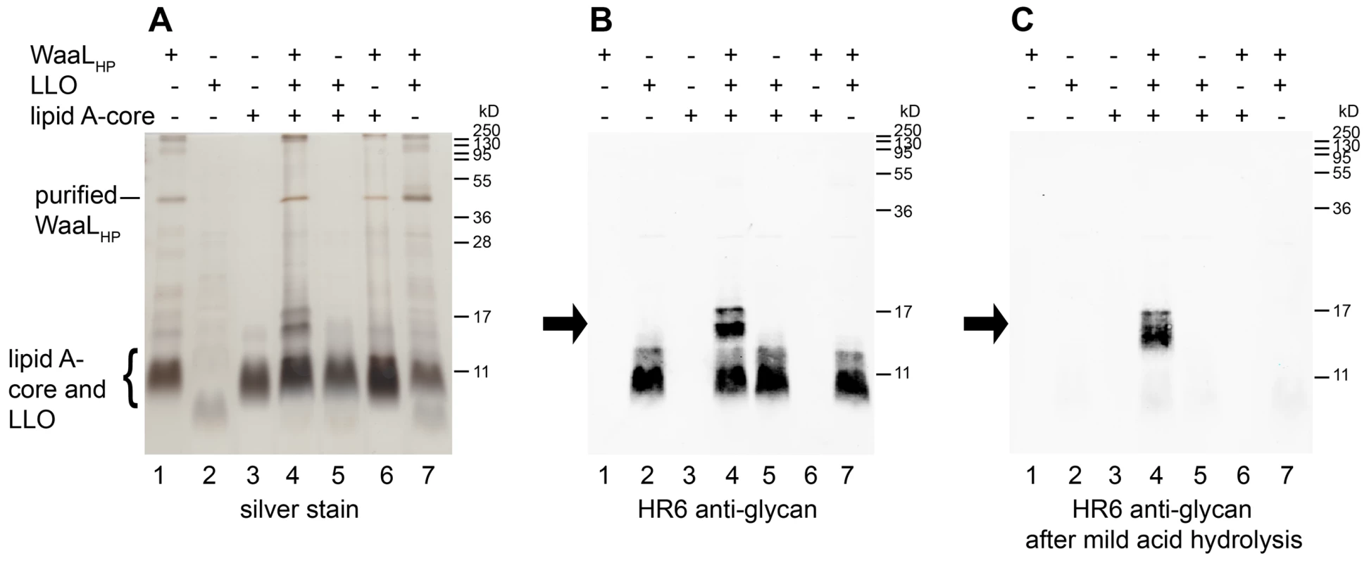 Demonstration of WaaL<sub>HP</sub> activity <i>in vitro</i>.