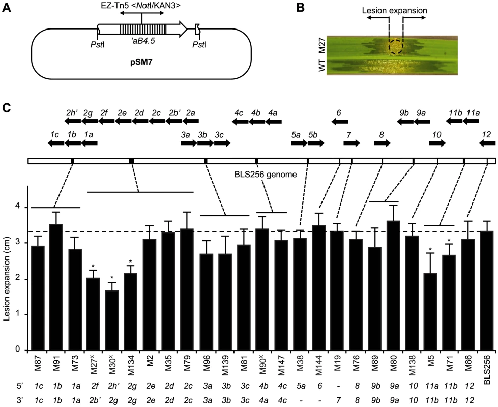 Virulence of <i>X. oryzae</i> pv. oryzicola BLS256 <i>tal</i> gene knockout strains.
