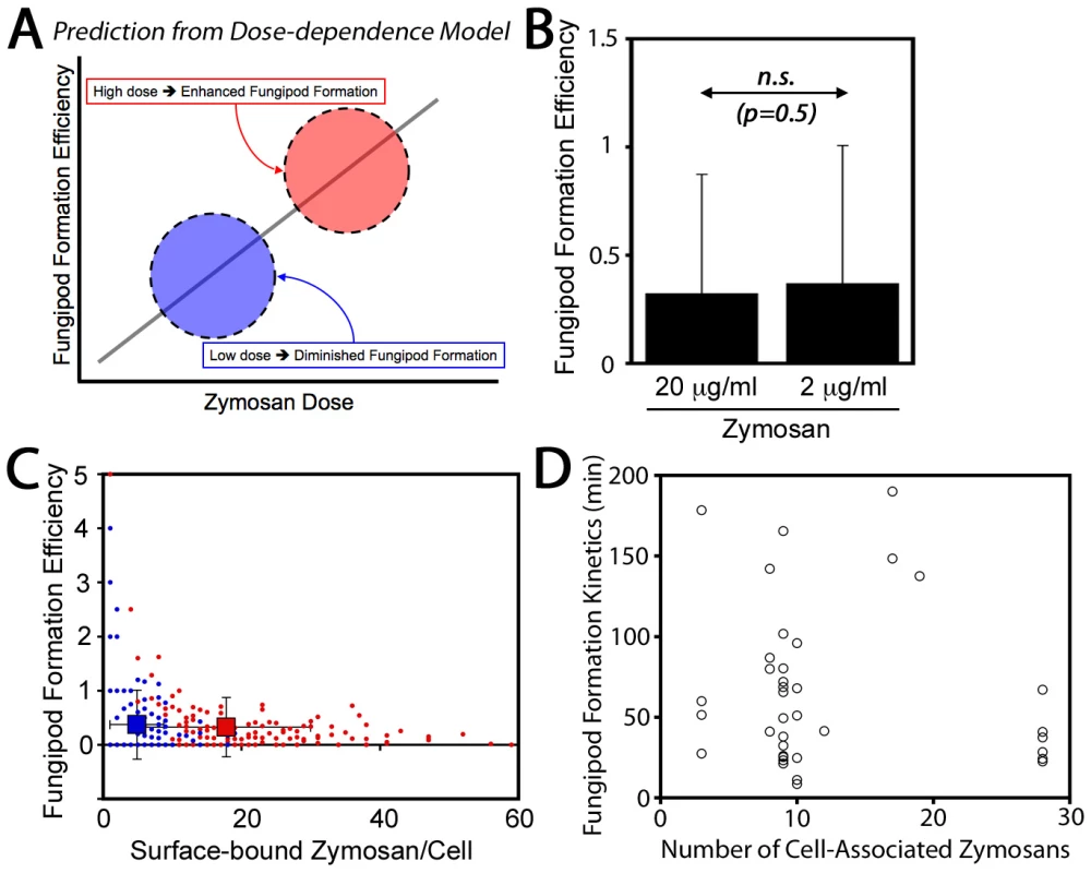 Zymosan dose-dependence of fungipods.