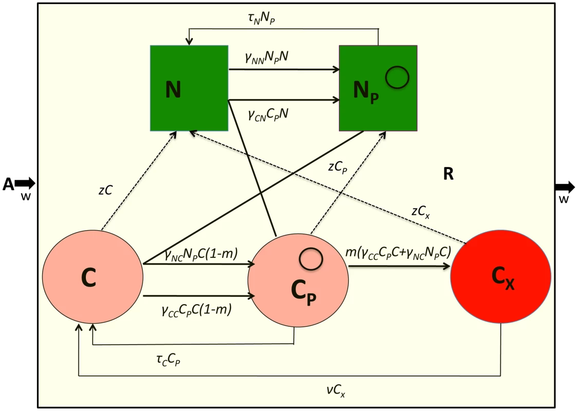 Model of the population dynamics of a conjugative plasmid with CRISPR-mediated adaptive immunity in continuous culture.