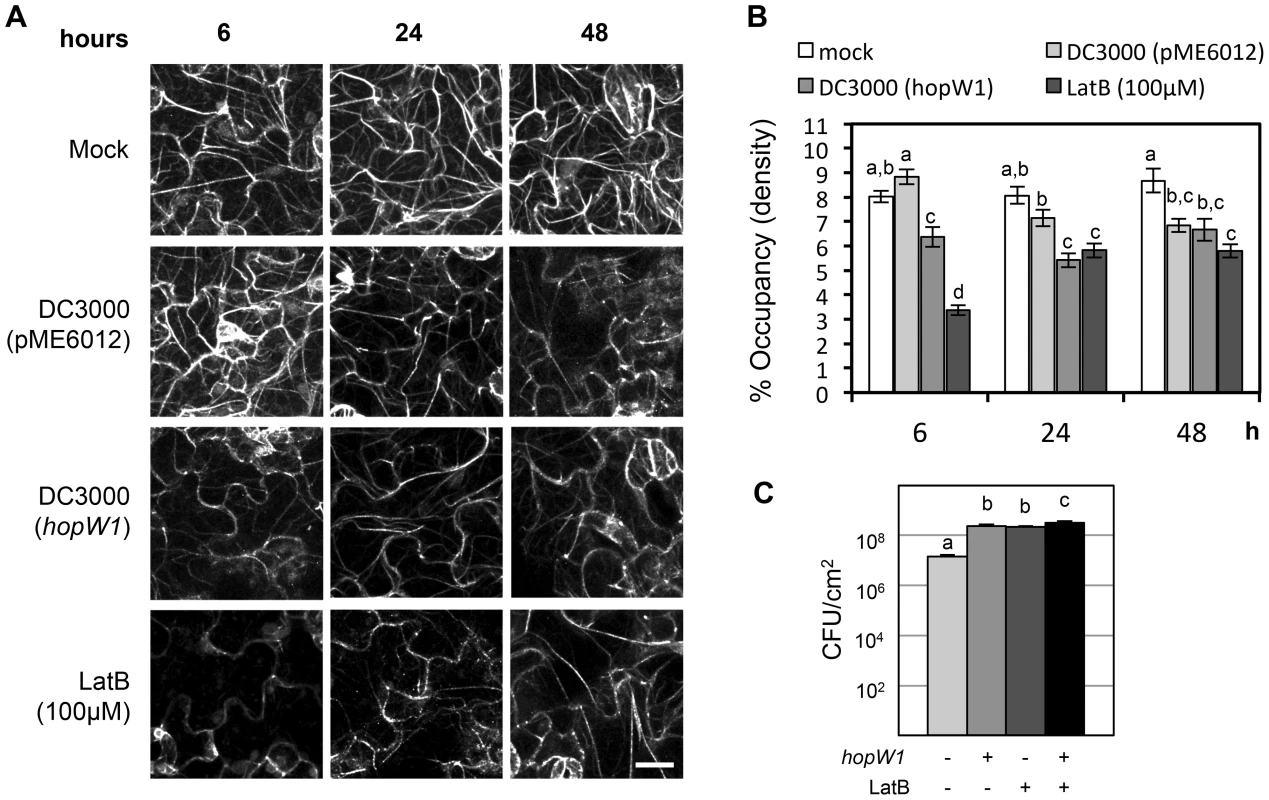 HopW1 disrupts the actin cytoskeleton during infection and promotes <i>Pto</i>DC3000 growth on Arabidopsis.
