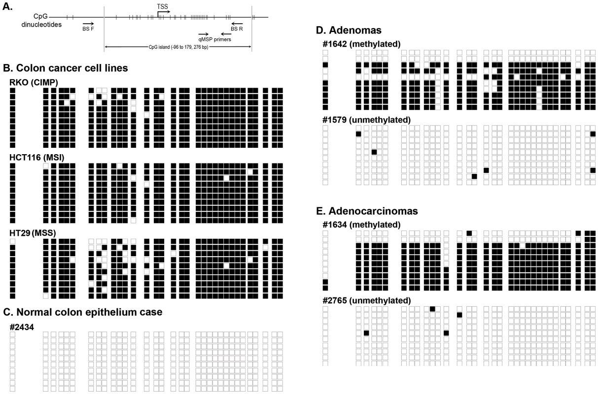 Bisulfite sequencing results of representative methylated and unmethylated samples as determined by the <i>NTRK3</i> MethyLight (qMSP) assay.