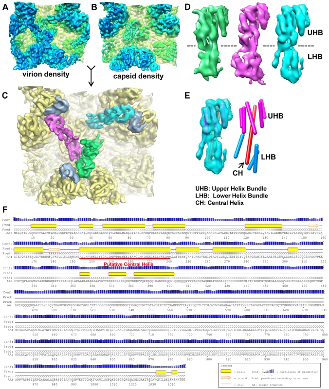 Structure of the capsid-interacting pp150 tegument protein.
