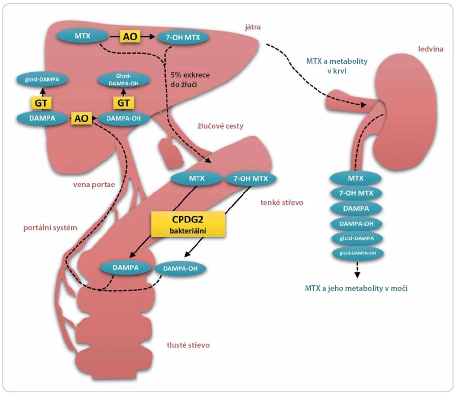 Methotrexát a jeho metabolity.