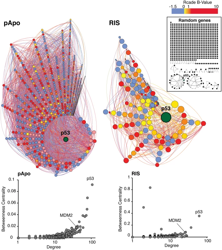 High connectivity within the (putative) p53 direct target genes.