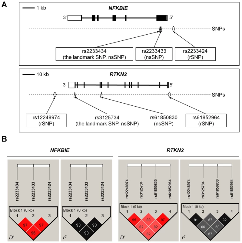 Genomic position and LD blocks.