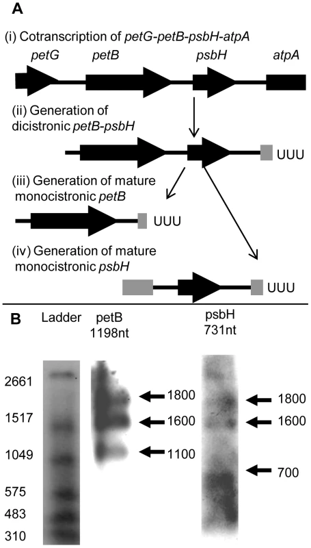Processing of <i>Chromera velia</i> petB and psbH transcripts.