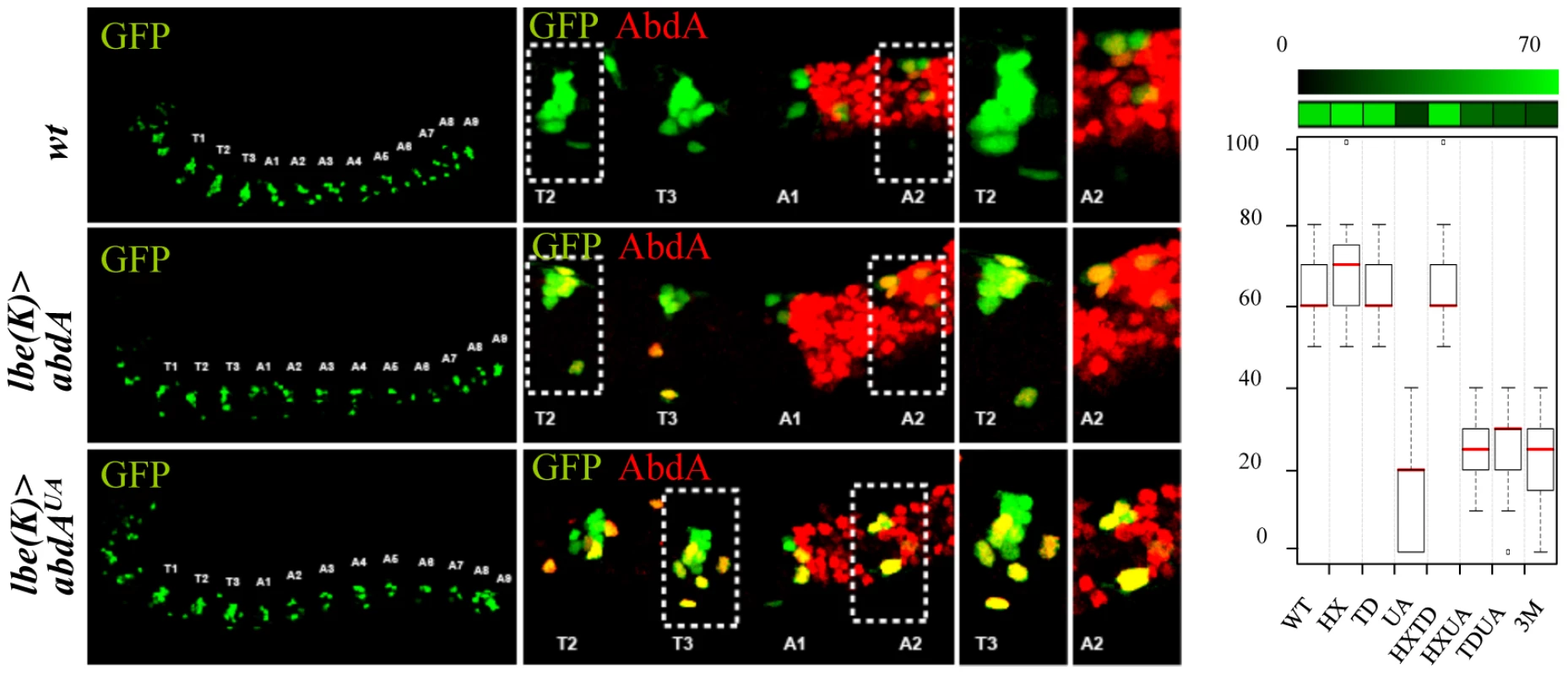 Single protein domain requirement for NB5–6 lineage truncation.