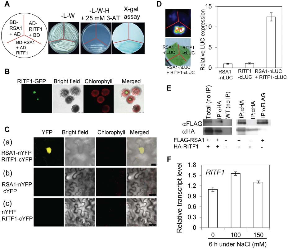 RSA1 interacts with RITF1.