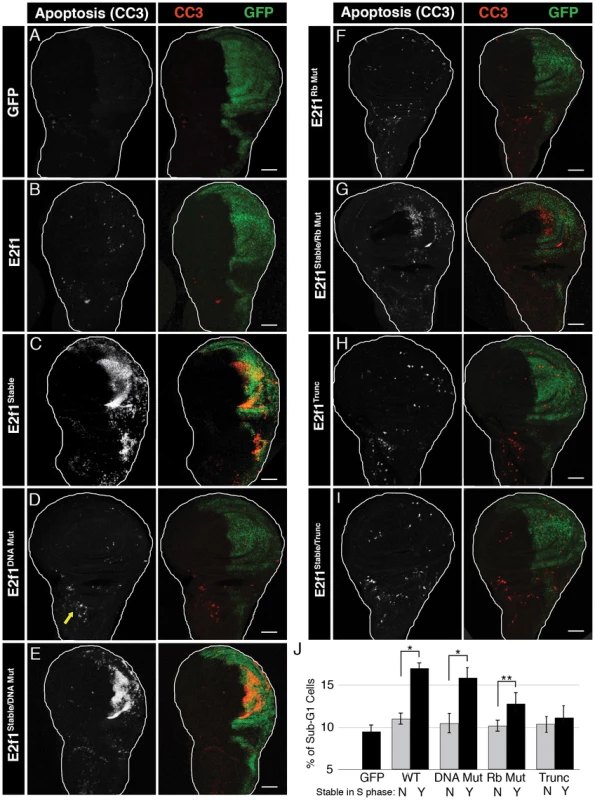 E2f1<sup>Stable</sup>-induced apoptosis requires Rbf1 binding but not DNA binding.