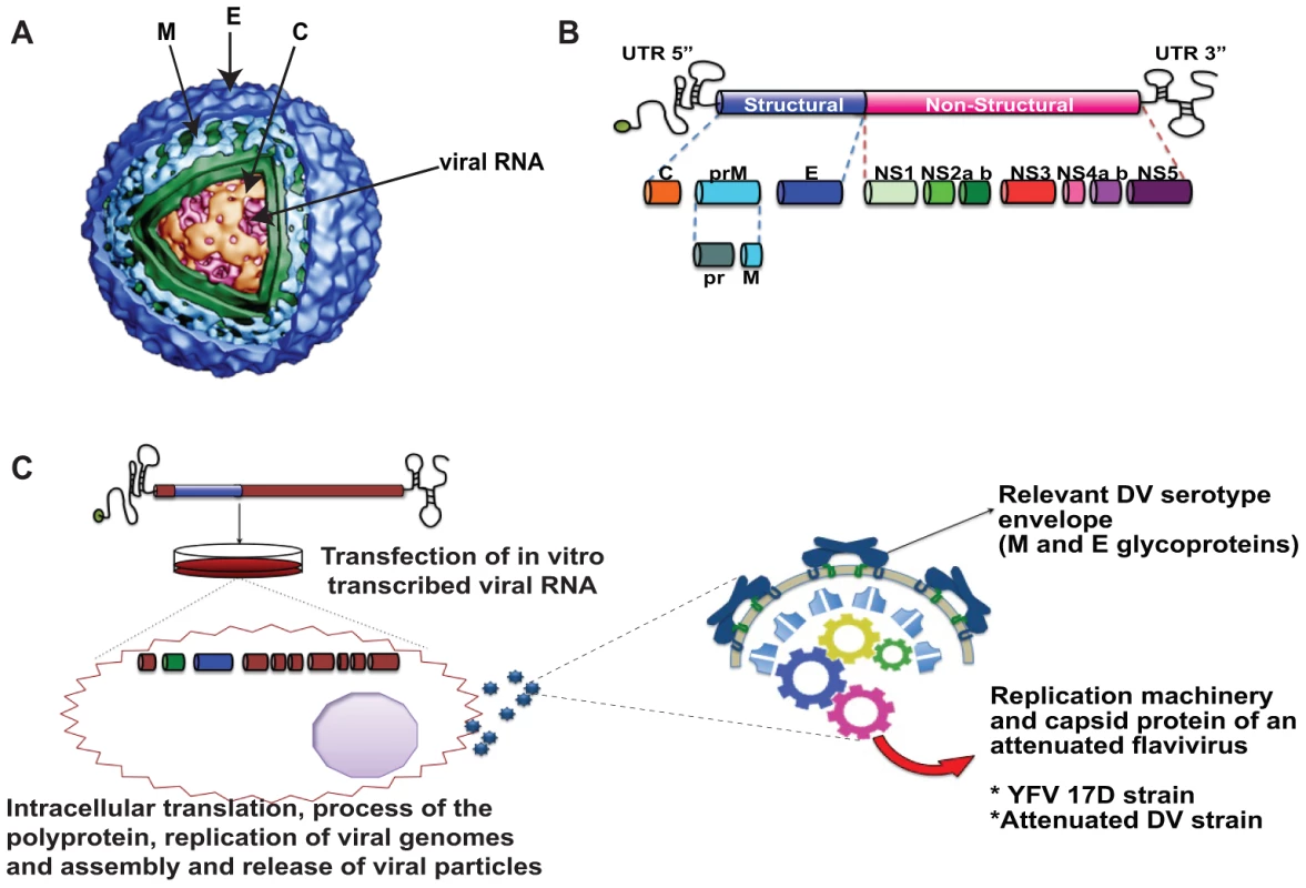 Dengue virus structure.