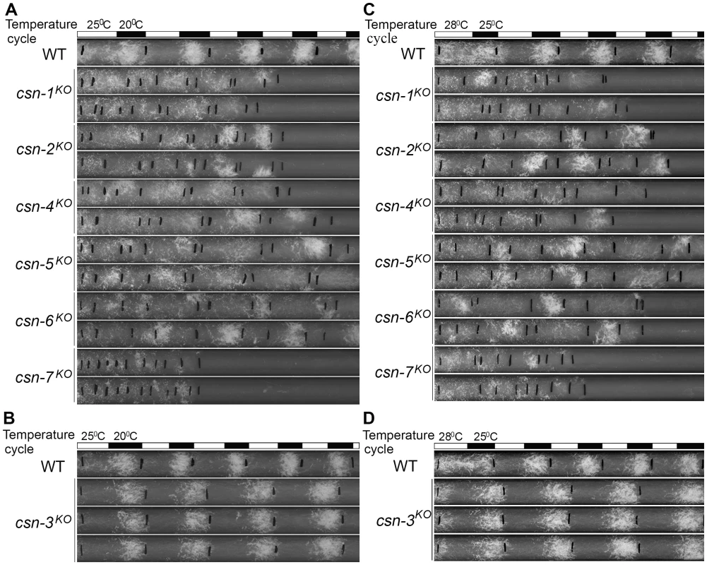 Disruption of different <i>csn</i> genes resulted in different responses to temperature cycles in DD.