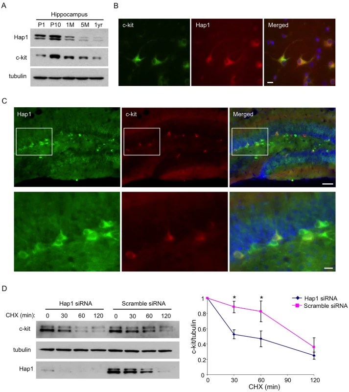 Hap1 is coexpressed with c-kit and stabilizes its level in vitro.