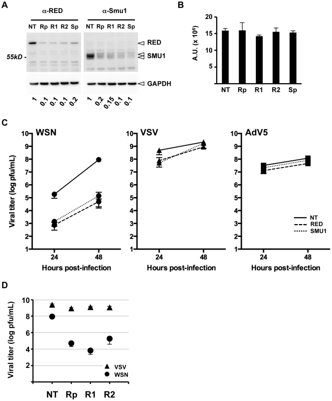 Effect of RED or SMU1 knock-down on influenza virus multicycle growth.