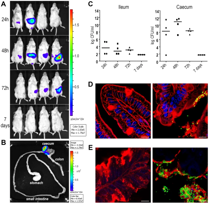ETEC strain GL53 is able to colonize the mouse intestine.