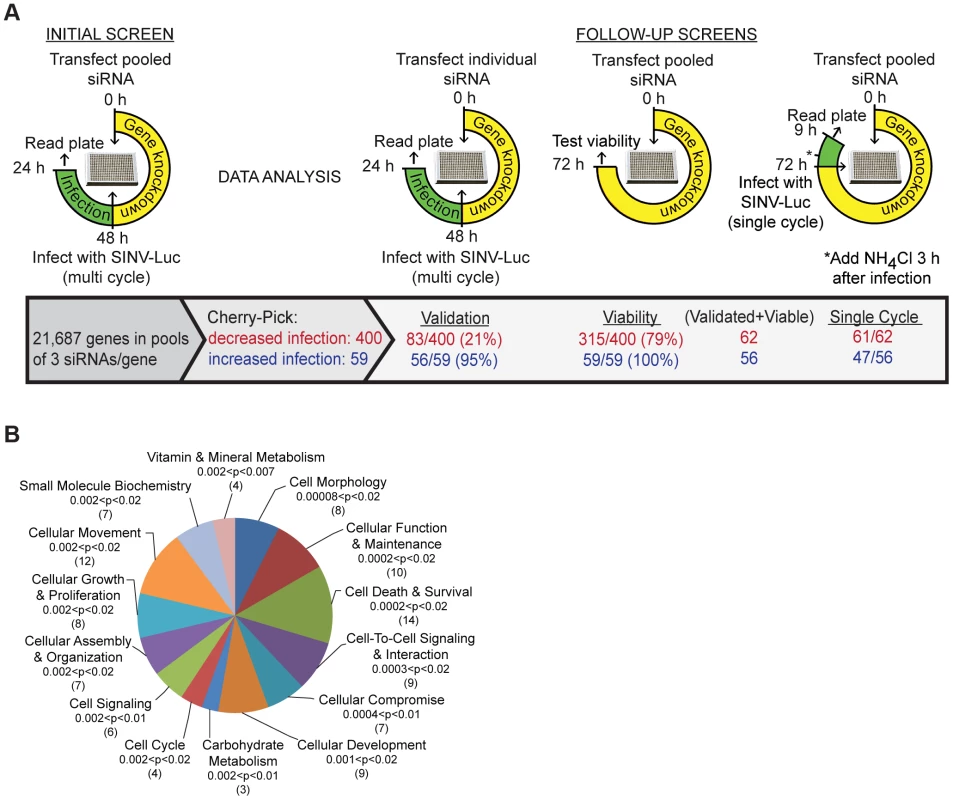 Sindbis virus genome-wide RNAi screen.